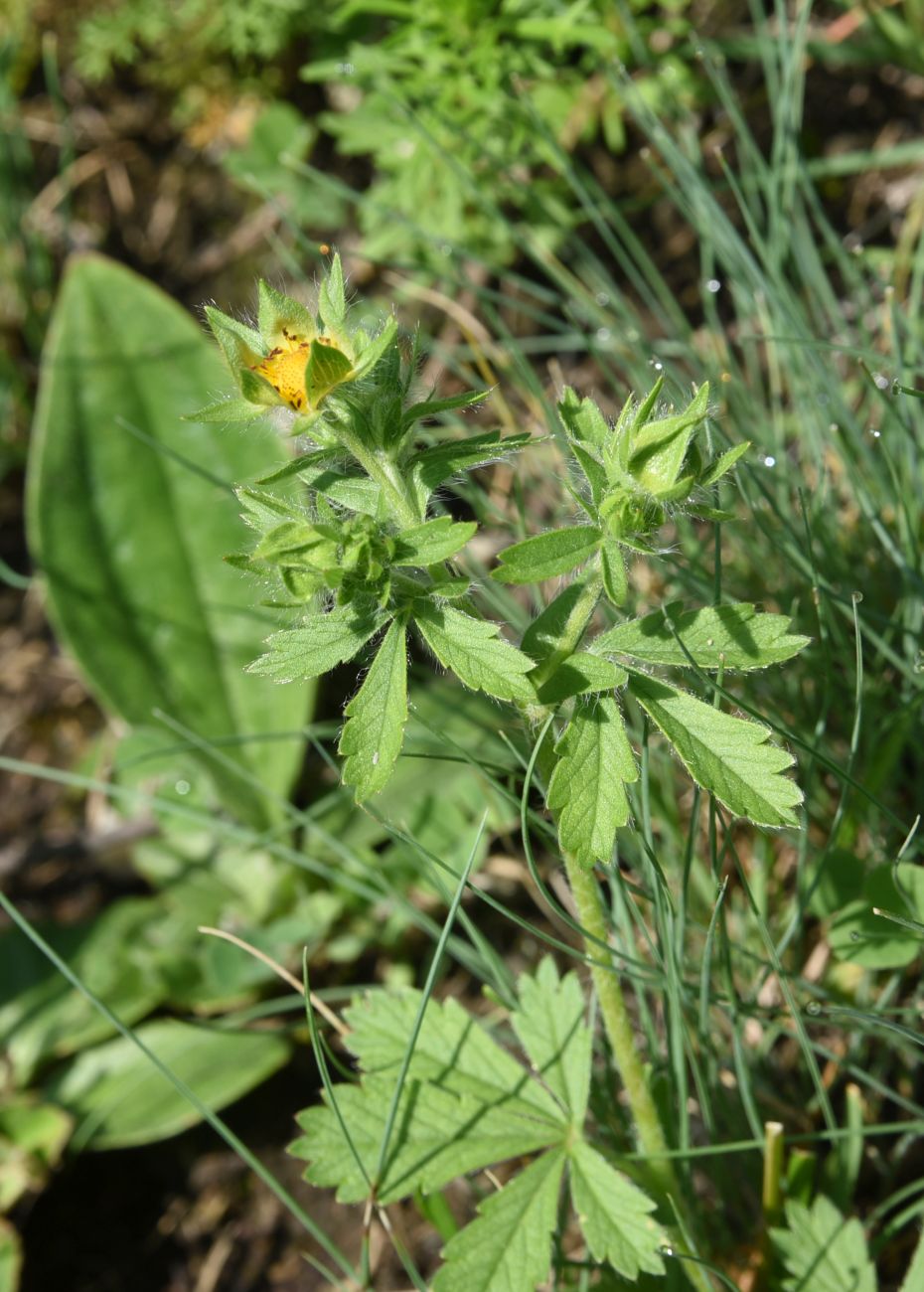 Image of genus Potentilla specimen.