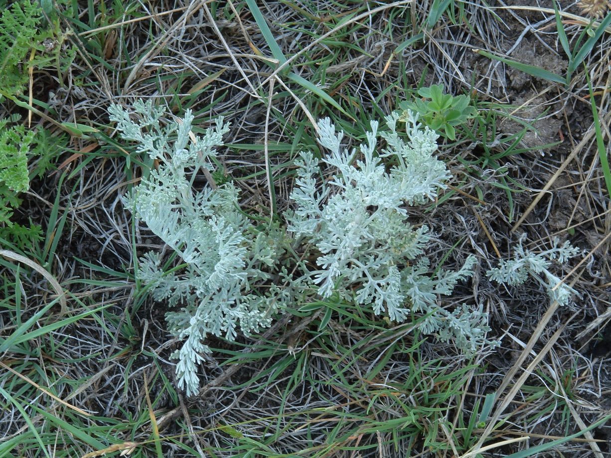 Изображение особи Artemisia nitrosa.