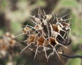 Phlomis chimerae