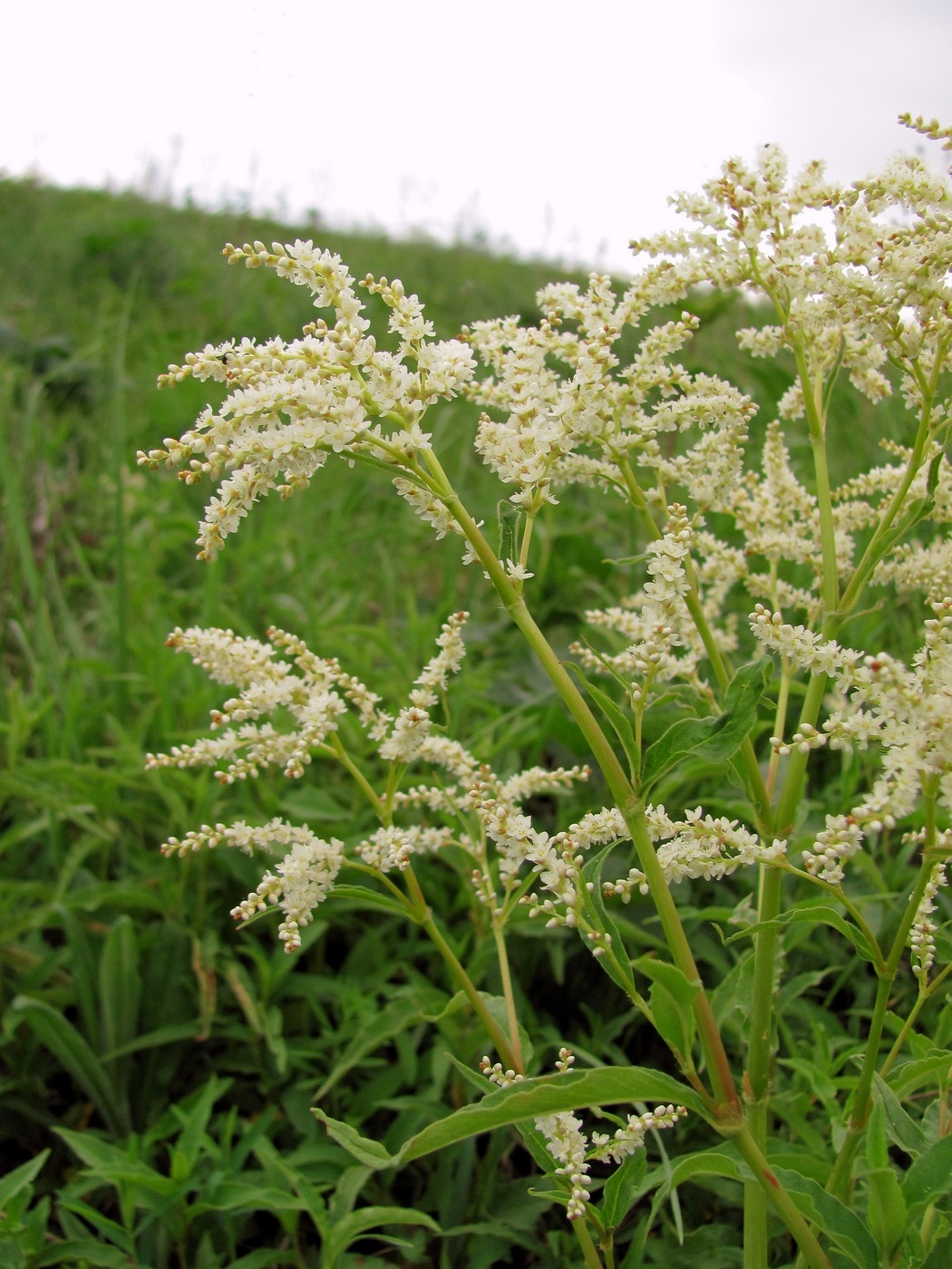 Изображение особи Aconogonon alpinum.