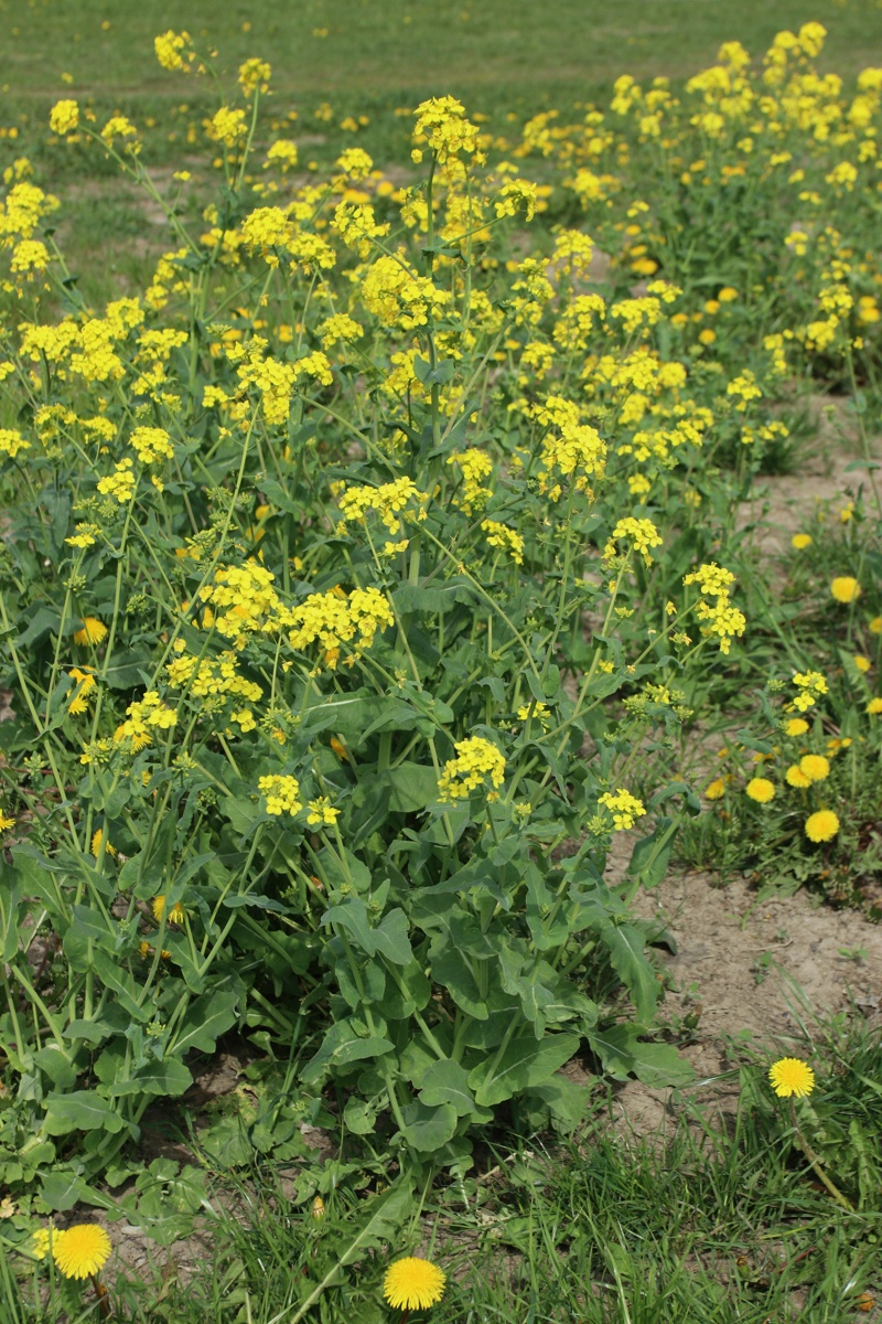 Изображение особи Brassica campestris.