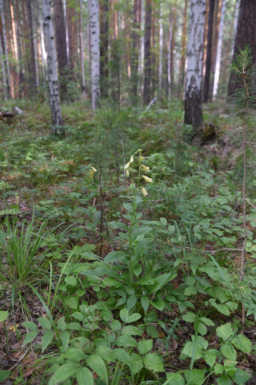 Image of Digitalis grandiflora specimen.