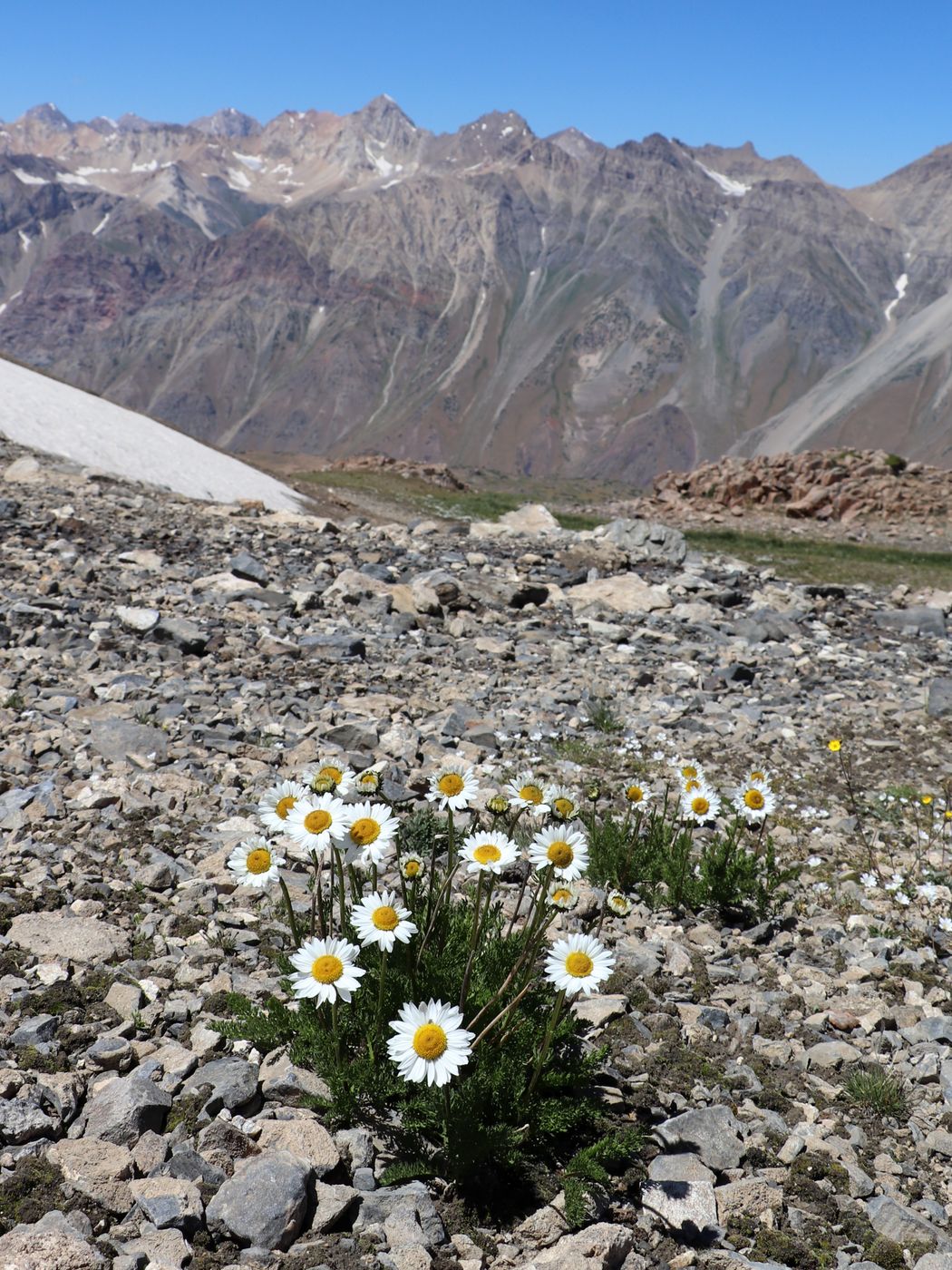 Изображение особи Pyrethrum karelinii.