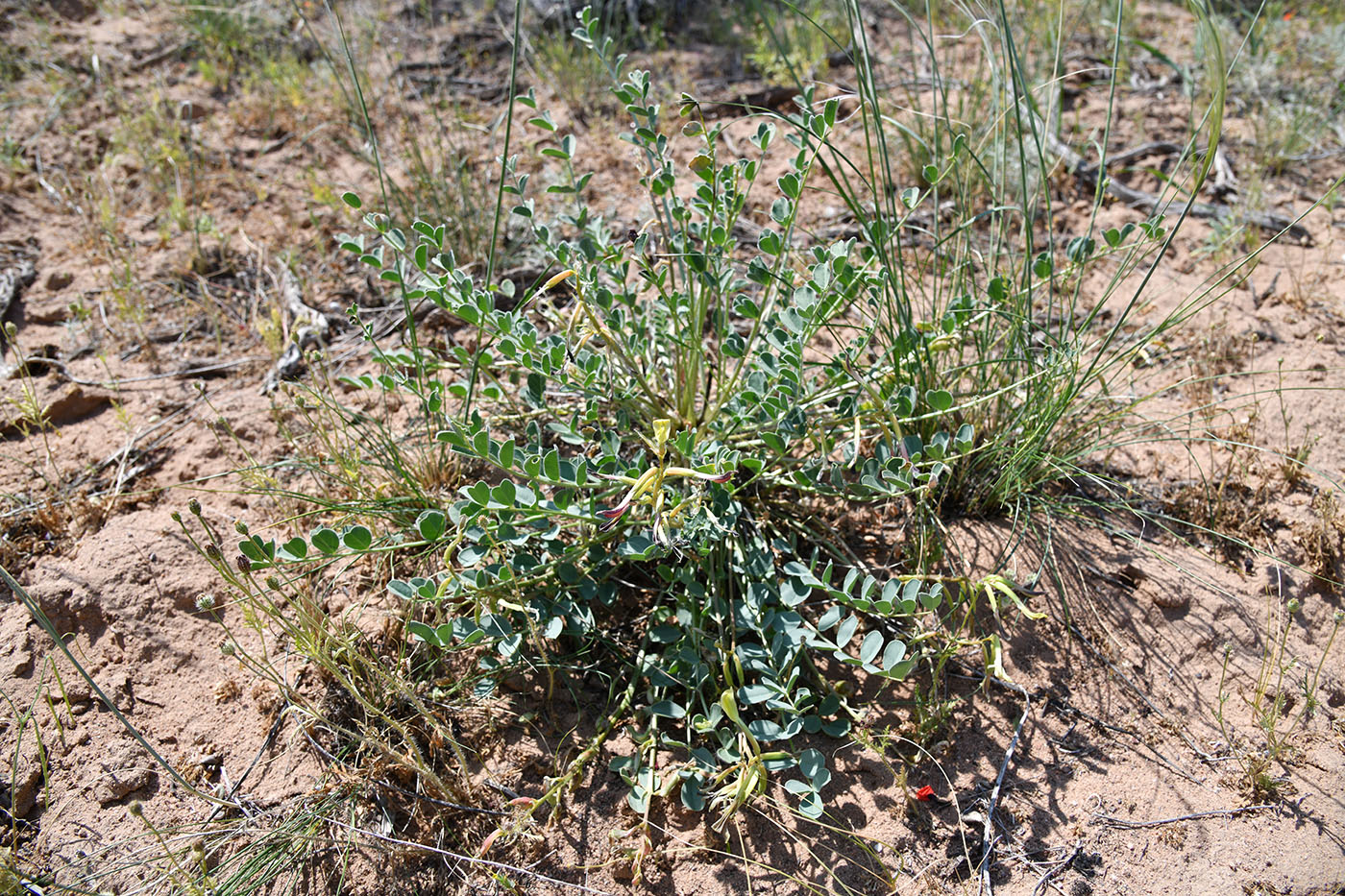 Изображение особи Astragalus flexus.