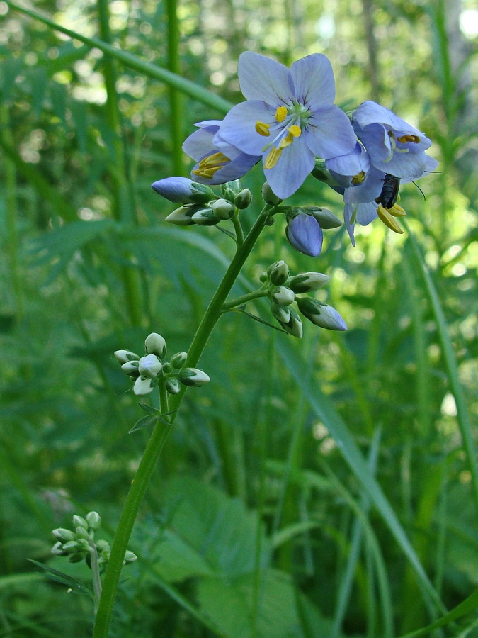 Image of Polemonium chinense specimen.