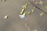 Gypsophila elegans. Часть соцветия с цветком и завязями. Чечня, Шаройский р-н, левый борт долины р. Шикаройакх, ниже селения Шикарой, на скале. 8 августа 2023 г.