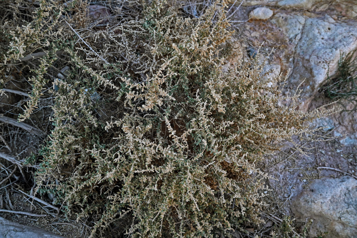 Image of Salsola tetrandra specimen.