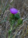 Cirsium vulgare