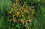 genus Taraxacum