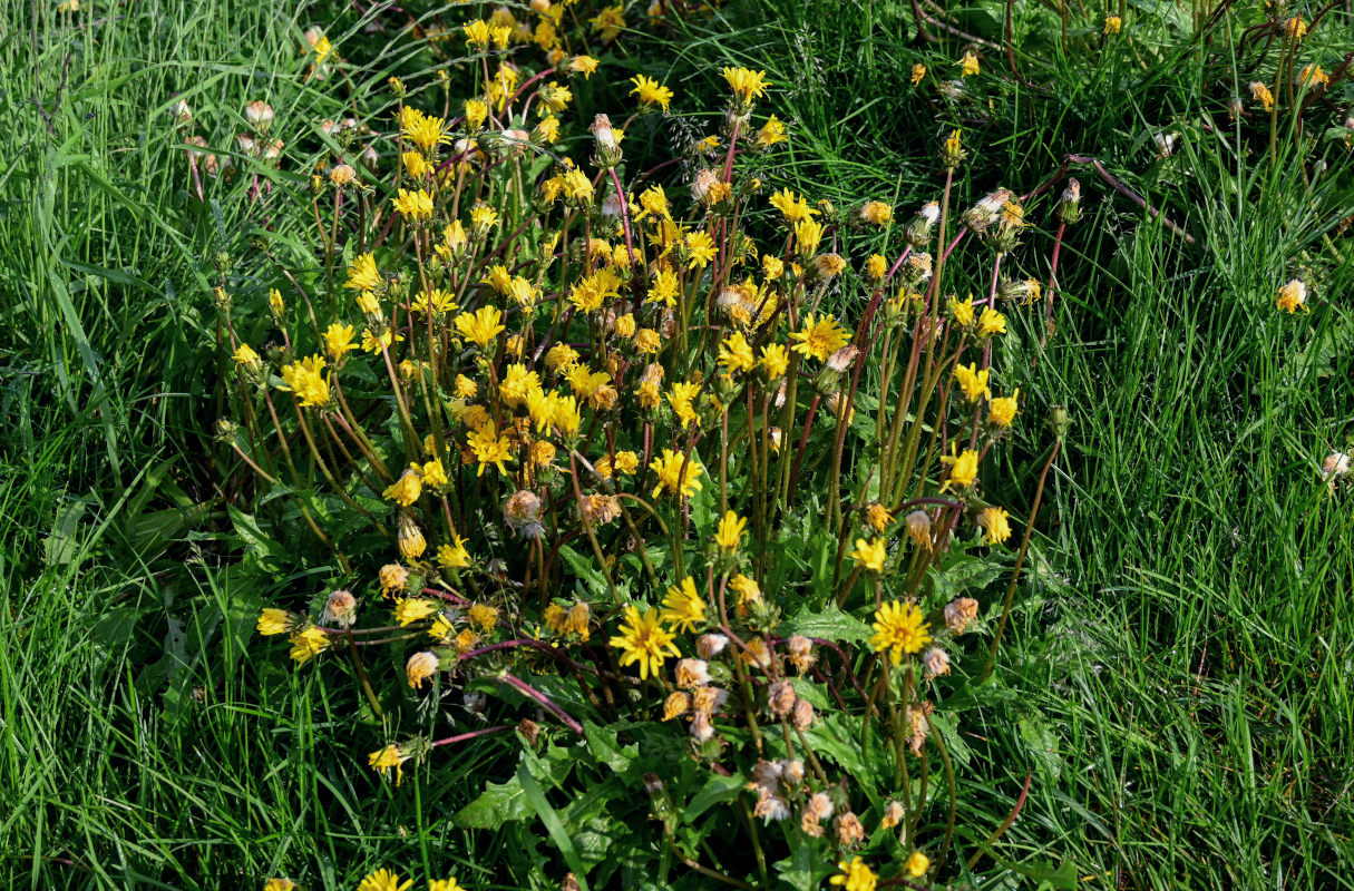 Изображение особи род Taraxacum.