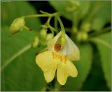 Impatiens parviflora