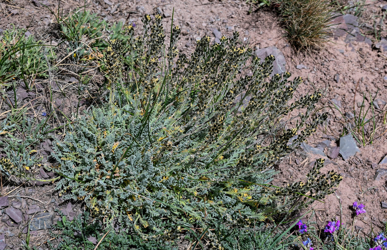 Image of Smelowskia calycina specimen.