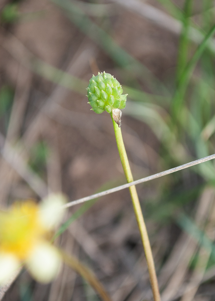 Изображение особи Ranunculus polyrhizos.