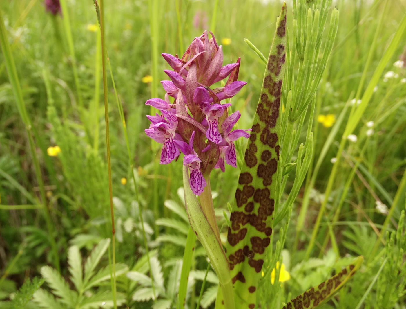 Image of Dactylorhiza incarnata specimen.