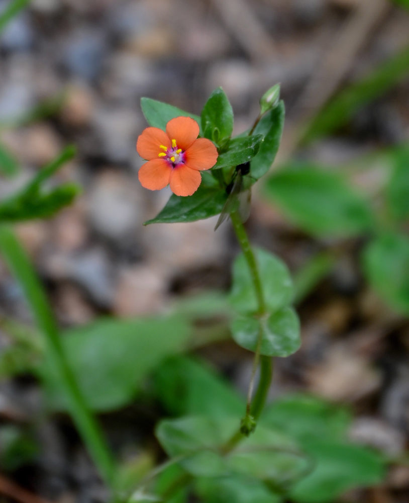 Изображение особи Anagallis arvensis.