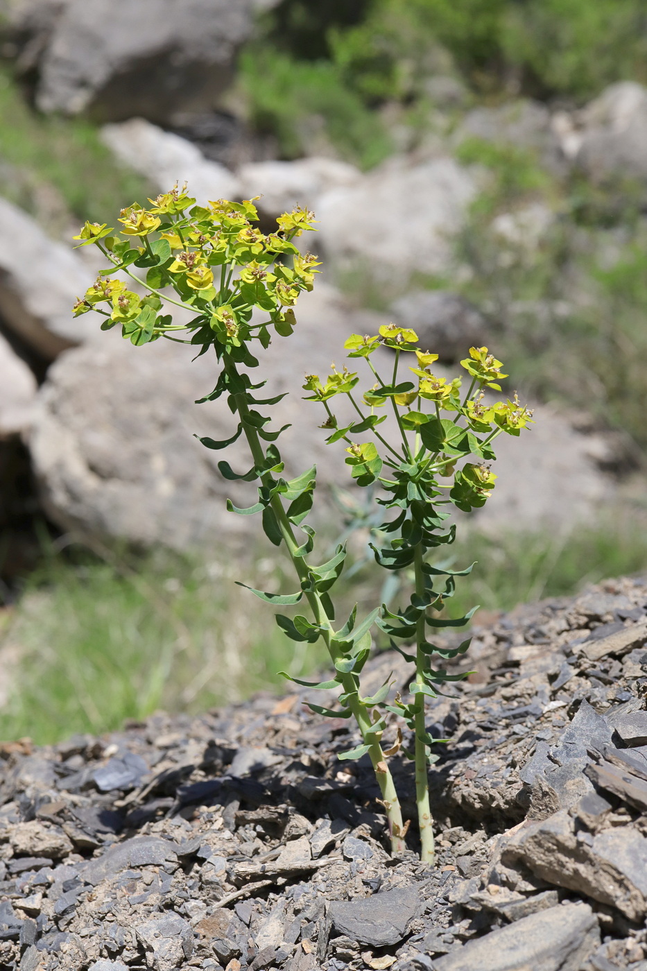 Изображение особи Euphorbia agraria.