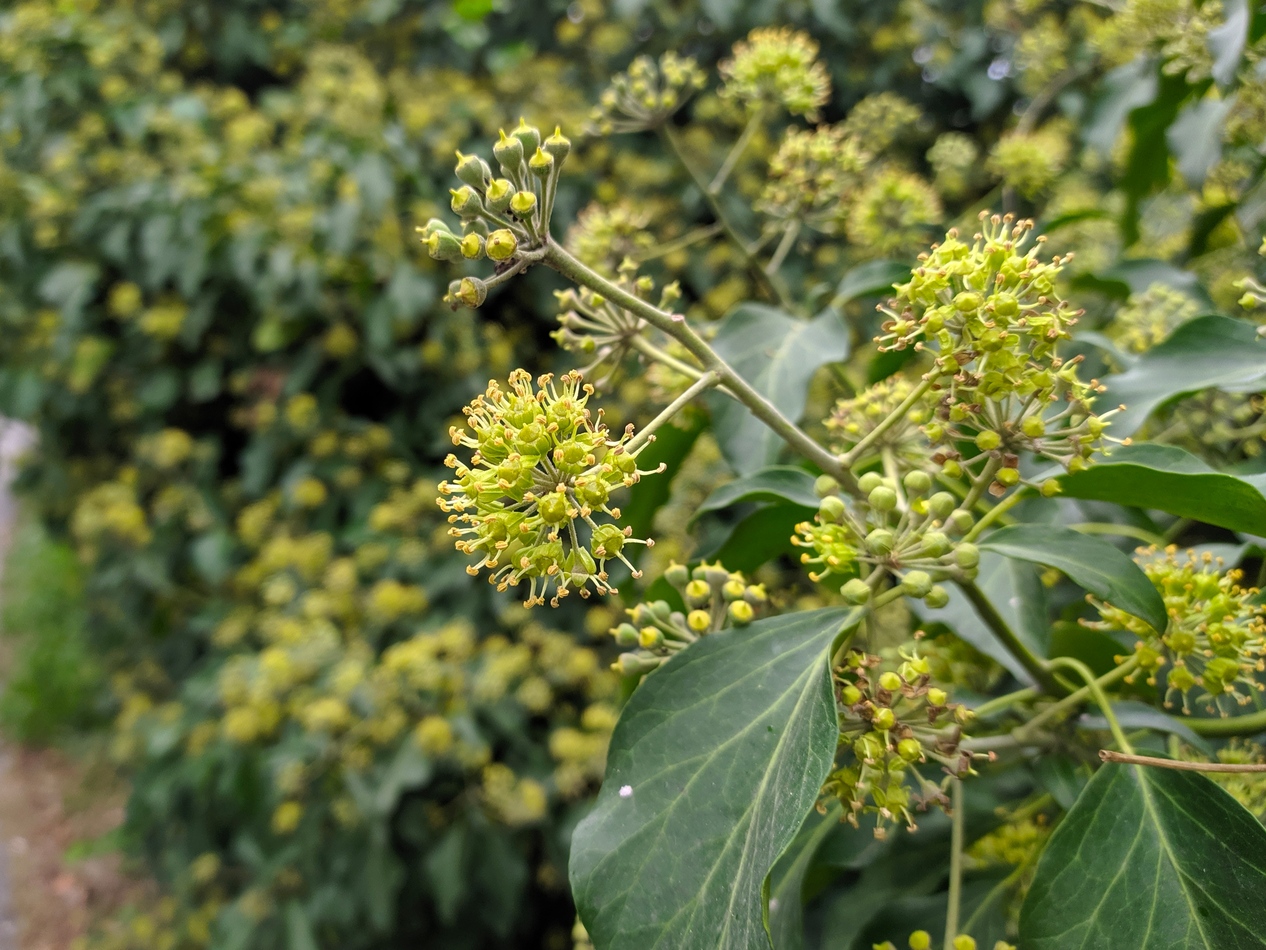 Изображение особи Hedera helix.