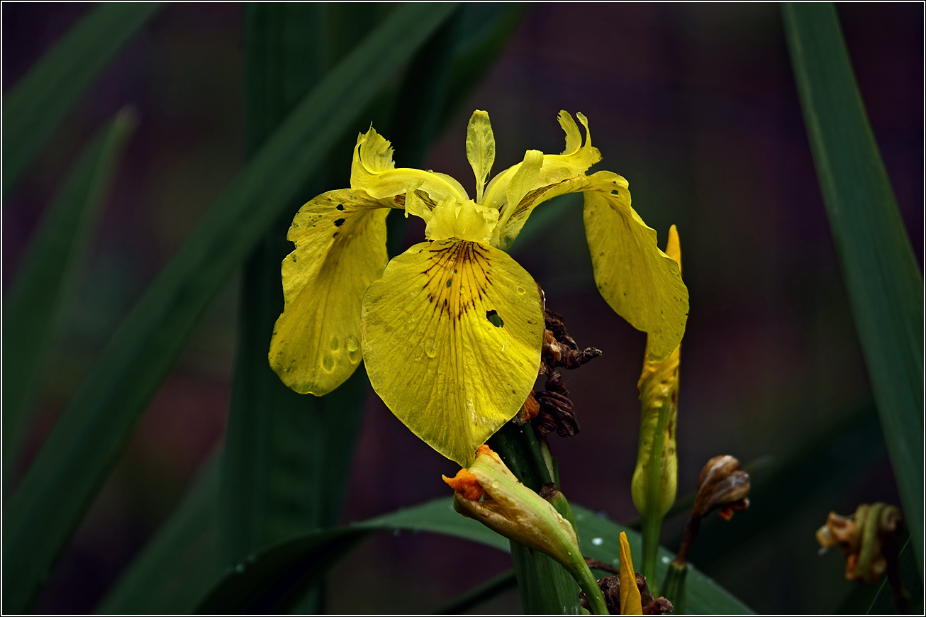 Изображение особи Iris pseudacorus.