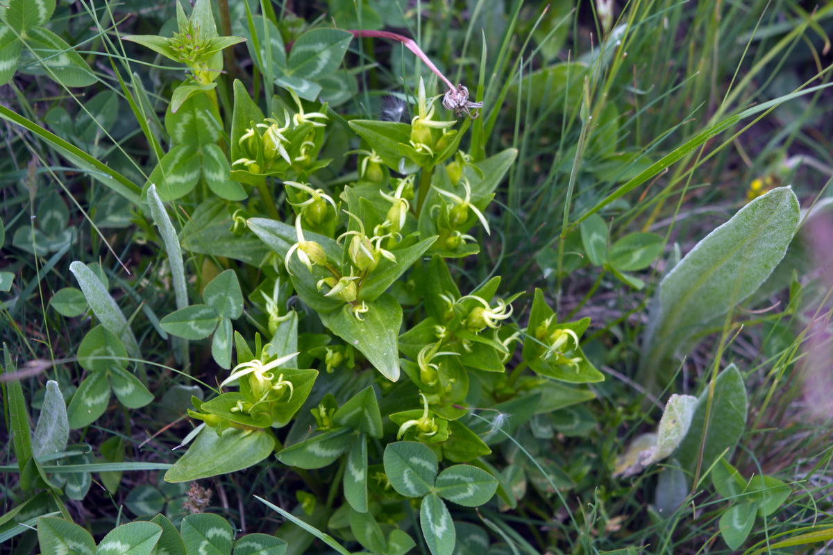 Image of Gentiana oschtenica specimen.