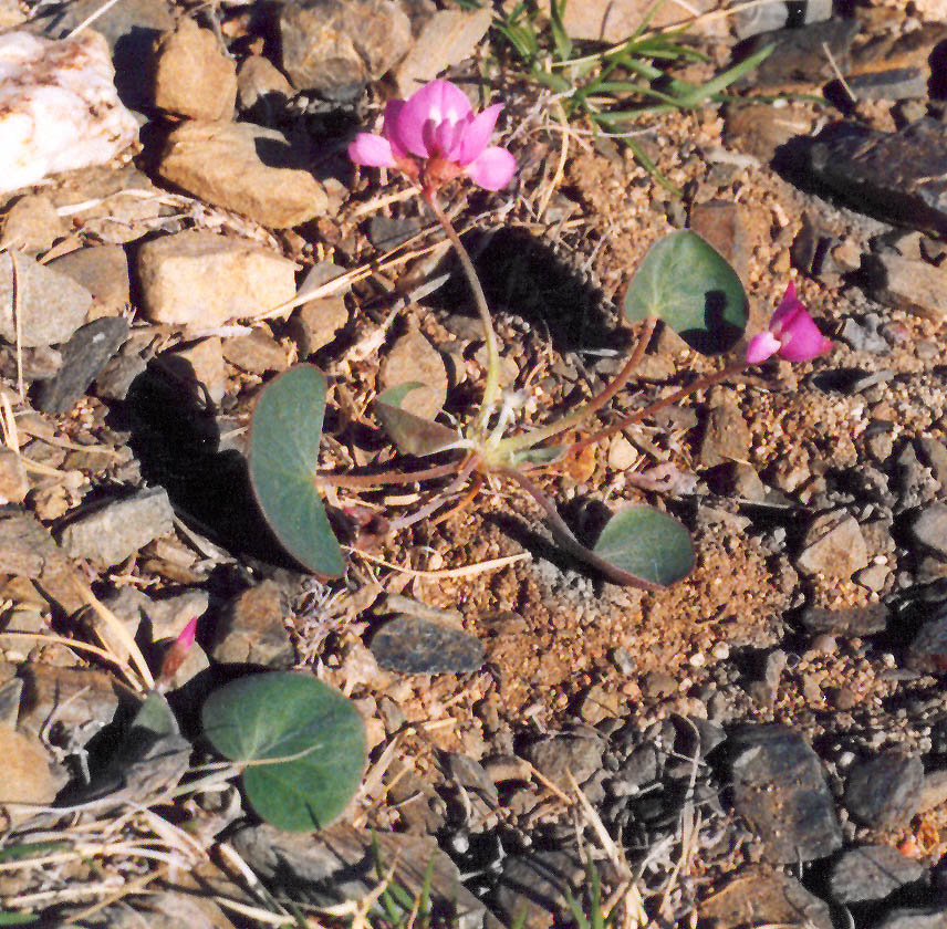 Image of Gueldenstaedtia monophylla specimen.