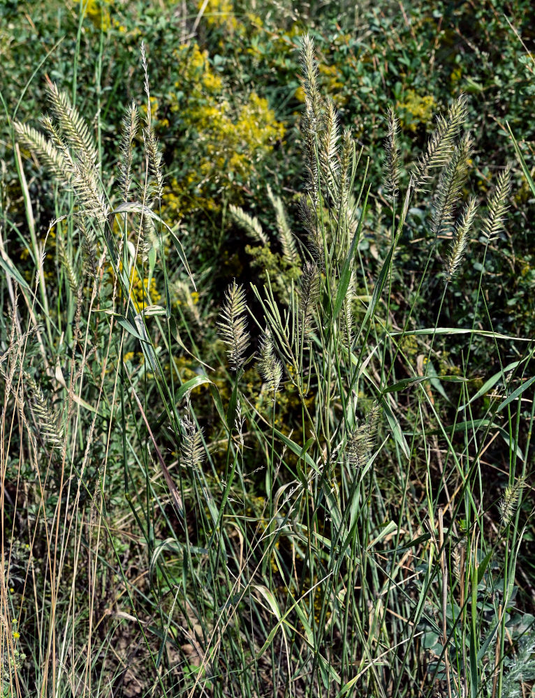 Image of Agropyron pectinatum specimen.