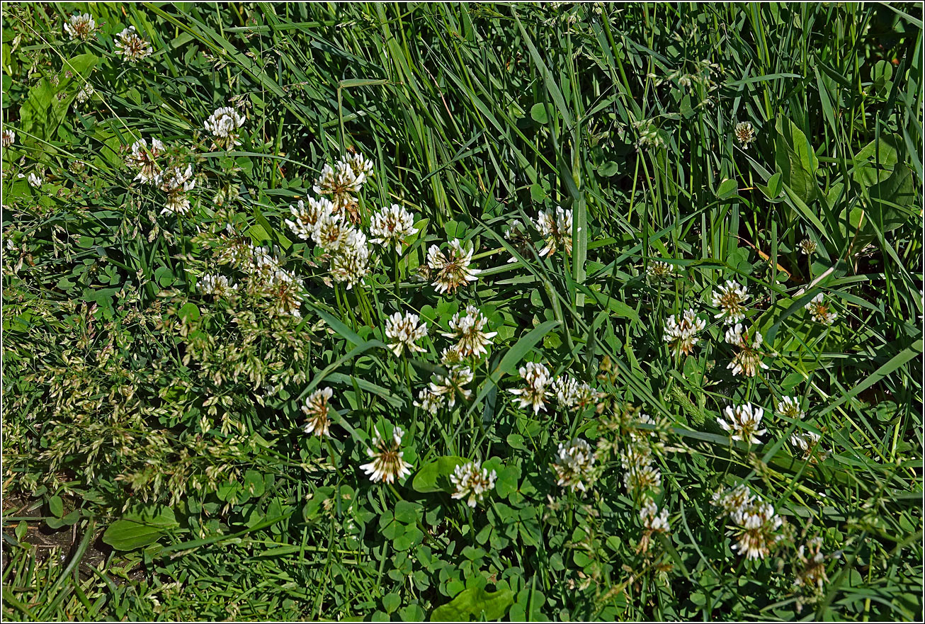 Image of Trifolium repens specimen.