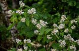 Philadelphus caucasicus