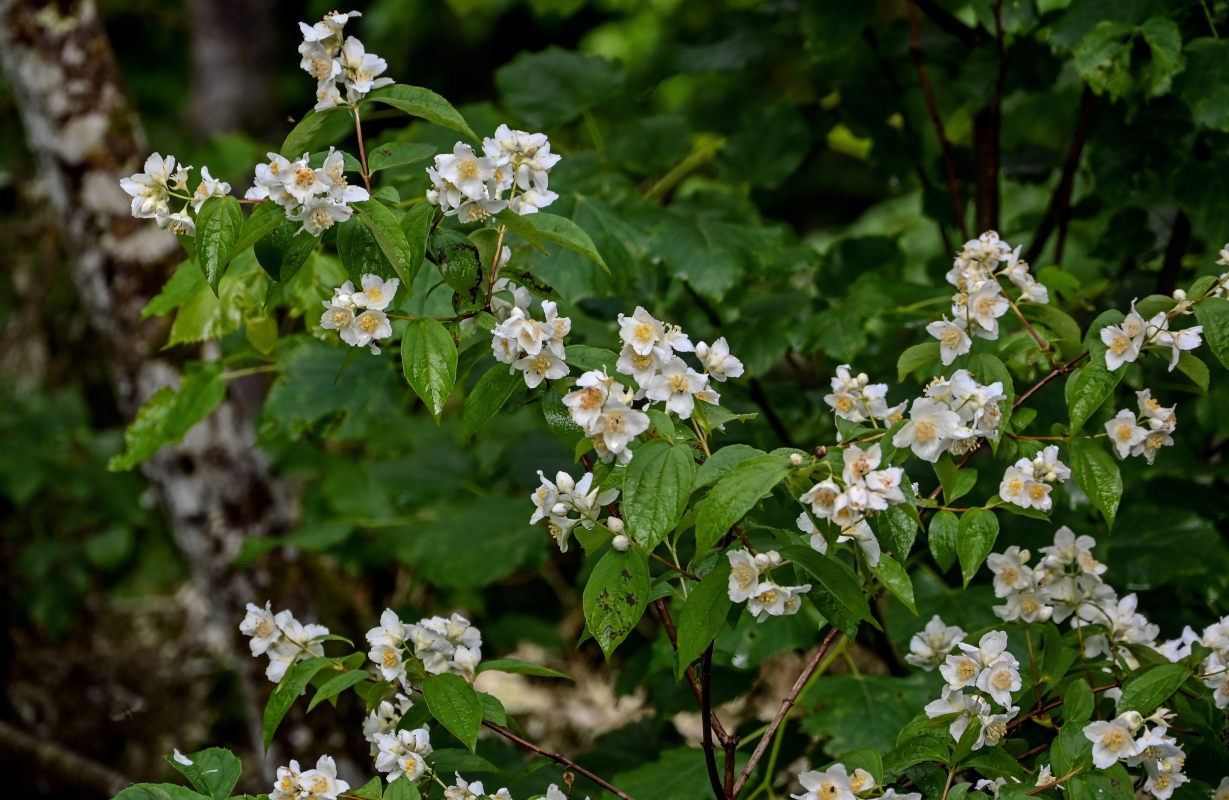 Image of Philadelphus caucasicus specimen.