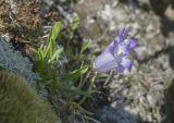 Campanula tridentata