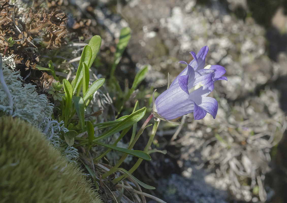 Image of Campanula tridentata specimen.