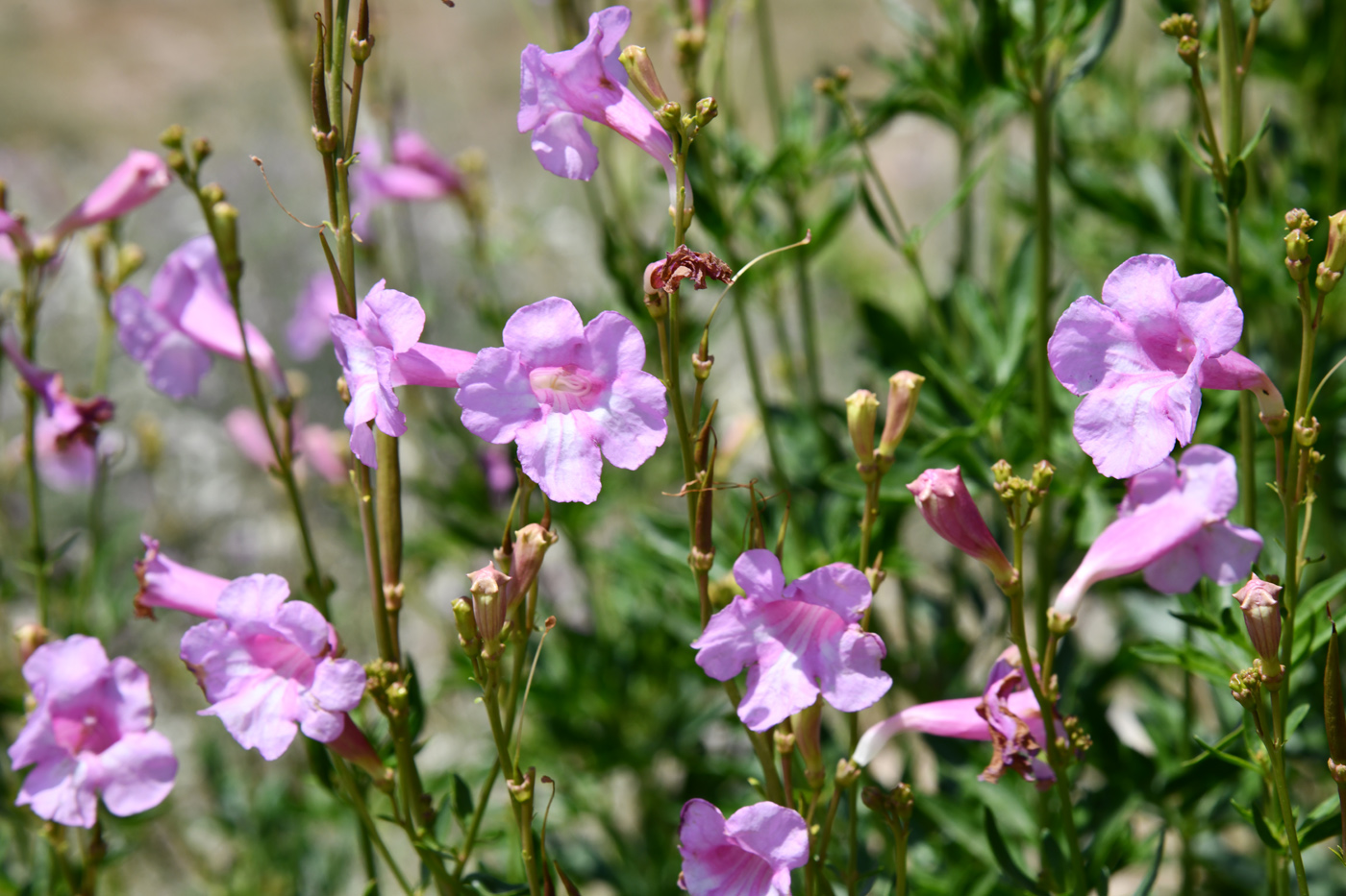 Image of Incarvillea olgae specimen.