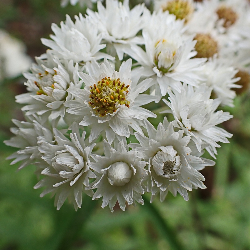 Изображение особи Anaphalis margaritacea.