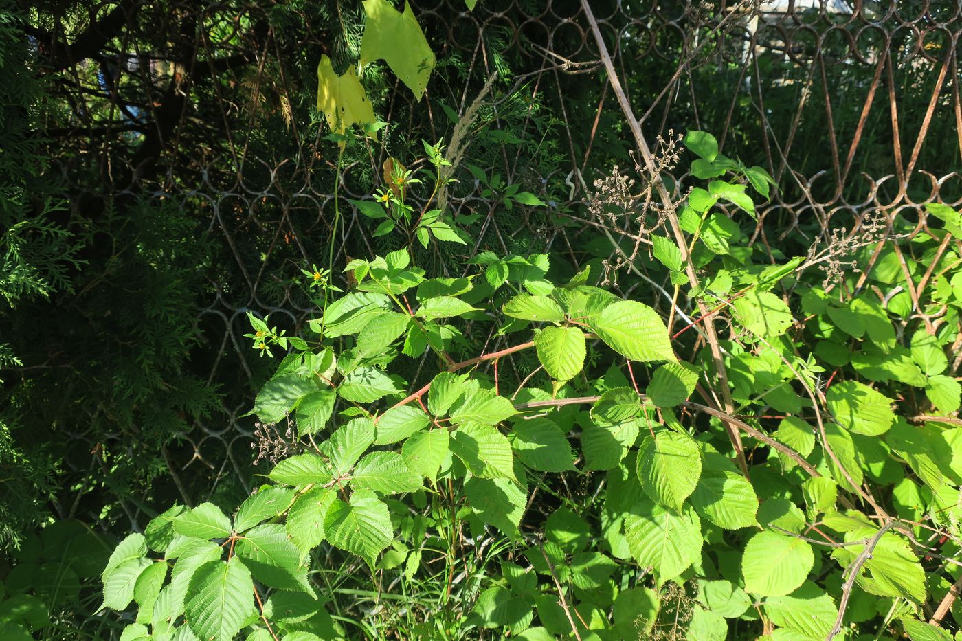 Изображение особи Rubus allegheniensis.