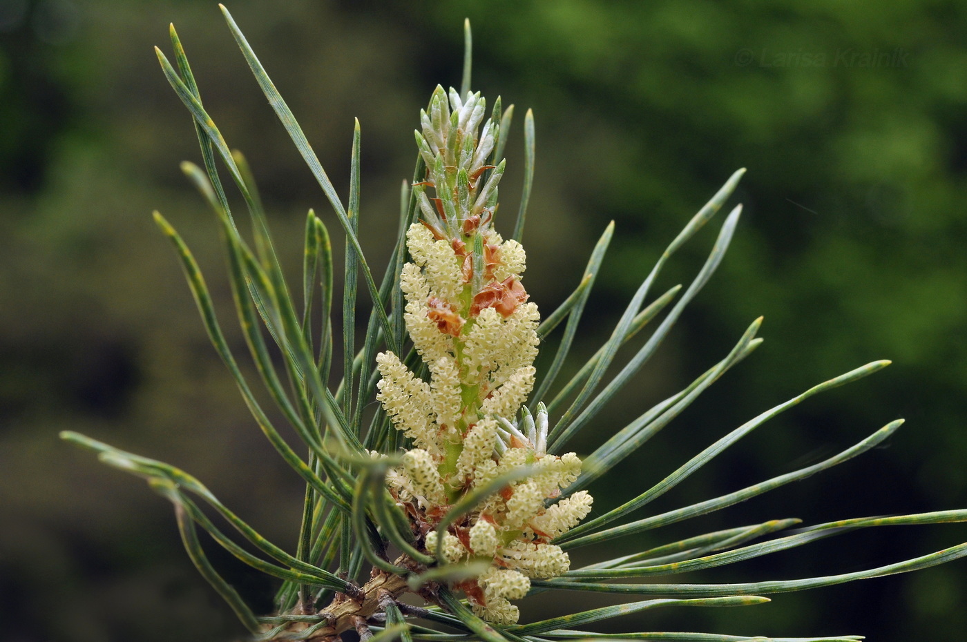 Image of genus Pinus specimen.