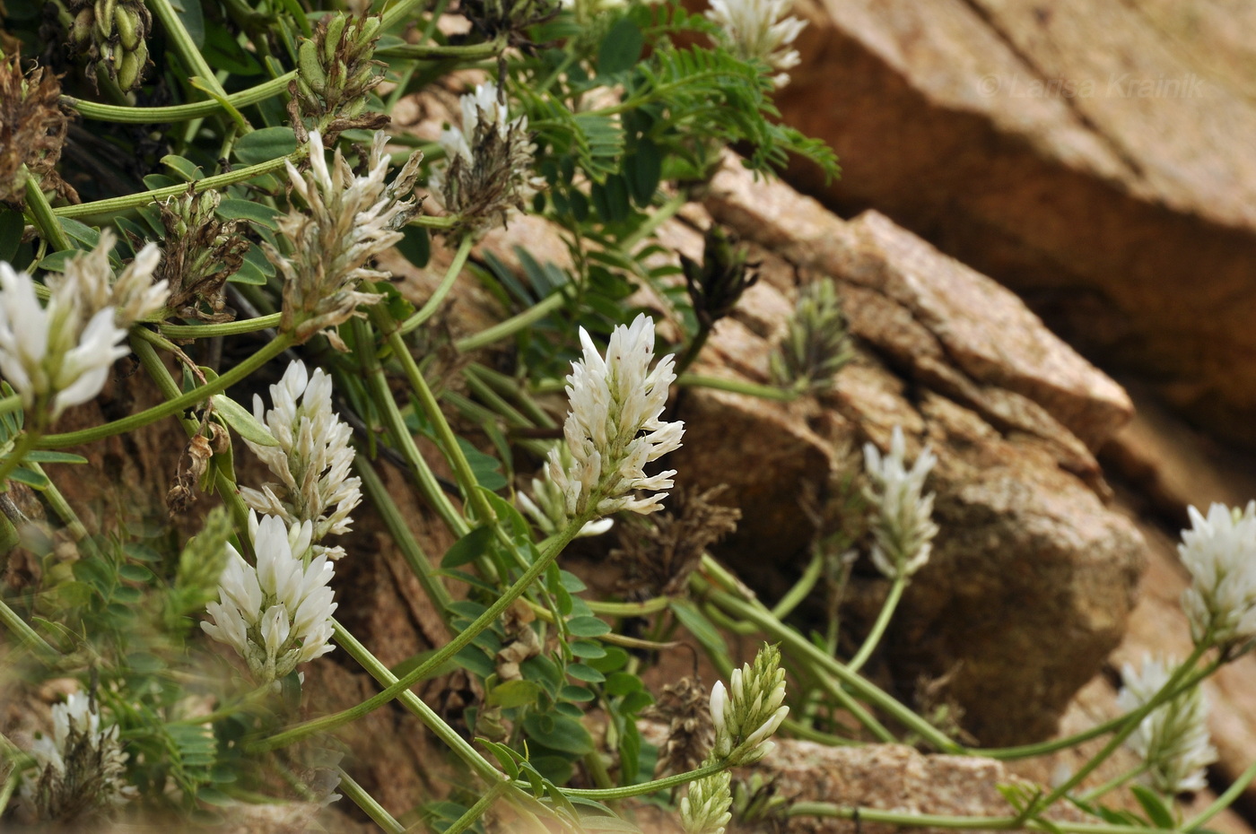 Image of Astragalus marinus specimen.