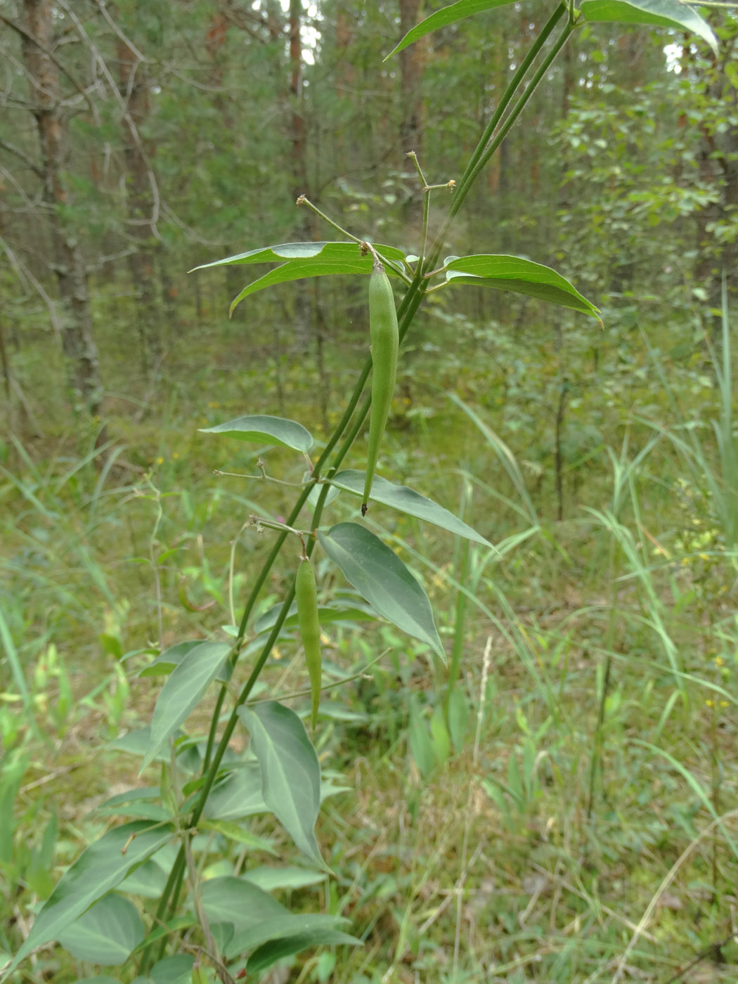 Image of Vincetoxicum hirundinaria specimen.