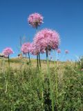 Allium caricifolium. Верхушки цветущих растений. Казахстан, Восточно-Казахстанская обл., Уланский р-н, Калбинское нагорье, массив Айыртау, степь. 29 июня 2024 г.