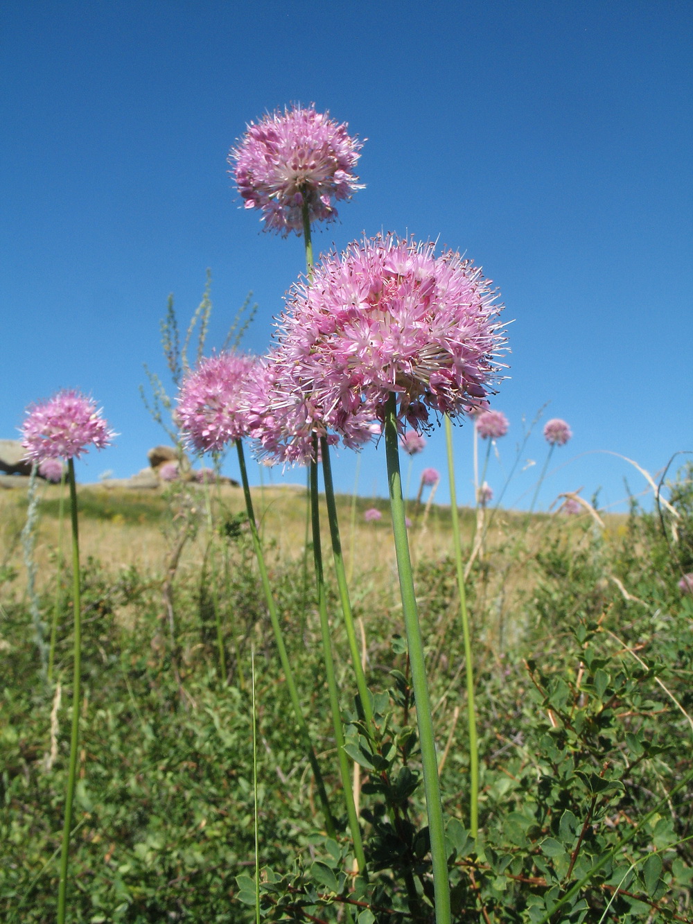 Image of Allium caricifolium specimen.