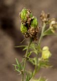 Aconitum nemorosum