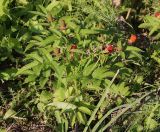 Rubus illecebrosus