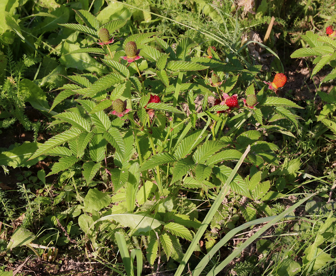 Image of Rubus illecebrosus specimen.