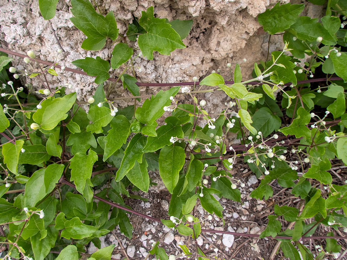 Изображение особи род Clematis.