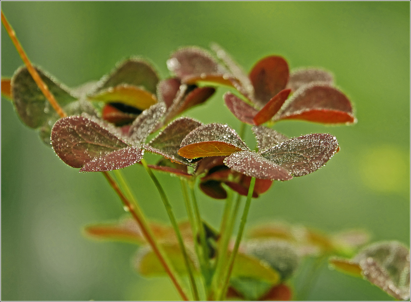 Image of Oxalis stricta specimen.