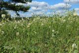 Trifolium montanum. Цветущие растения в луговом травостое. Ленинградская обл., Волосовский р-н, окр. дер. Донцо, берег озера, разнотравный суходольный луг на карбонатной почве. 22.06.2024.