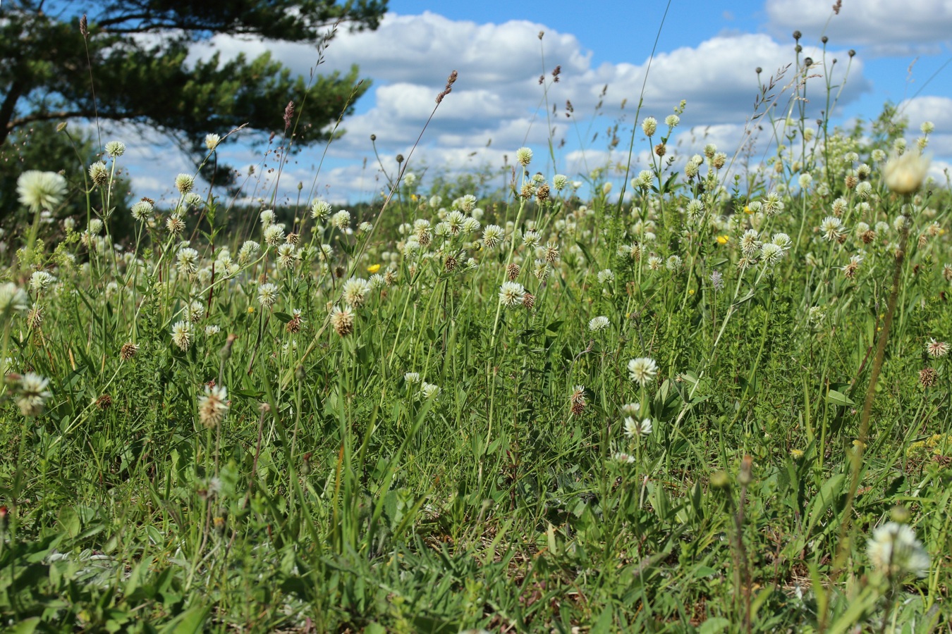 Image of Trifolium montanum specimen.