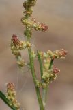 genus Atriplex. Цветки. Ленинградская обл., Ломоносовский р-н, окр. Шепелёвского маяка; п-ов Каравалдай, берег Финского залива, зона заплеска, каменистый пляж. 30.06.2024.