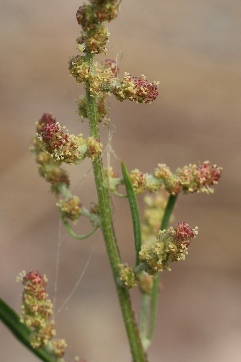 Image of Atriplex littoralis specimen.