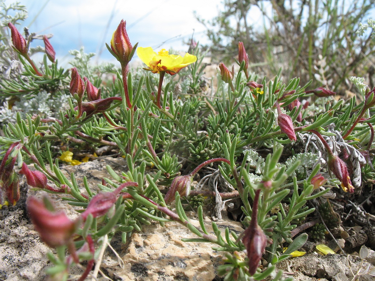 Изображение особи Fumana procumbens.