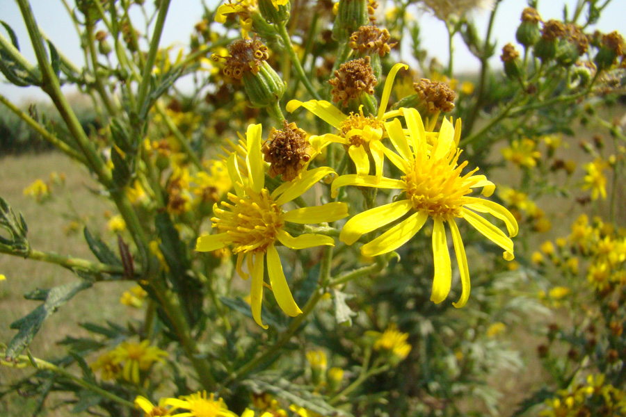 Image of Senecio grandidentatus specimen.