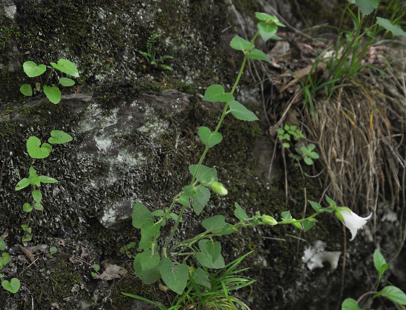 Image of genus Campanula specimen.